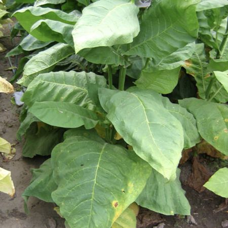 Scantic, Tobacco Seed - Packet image number null